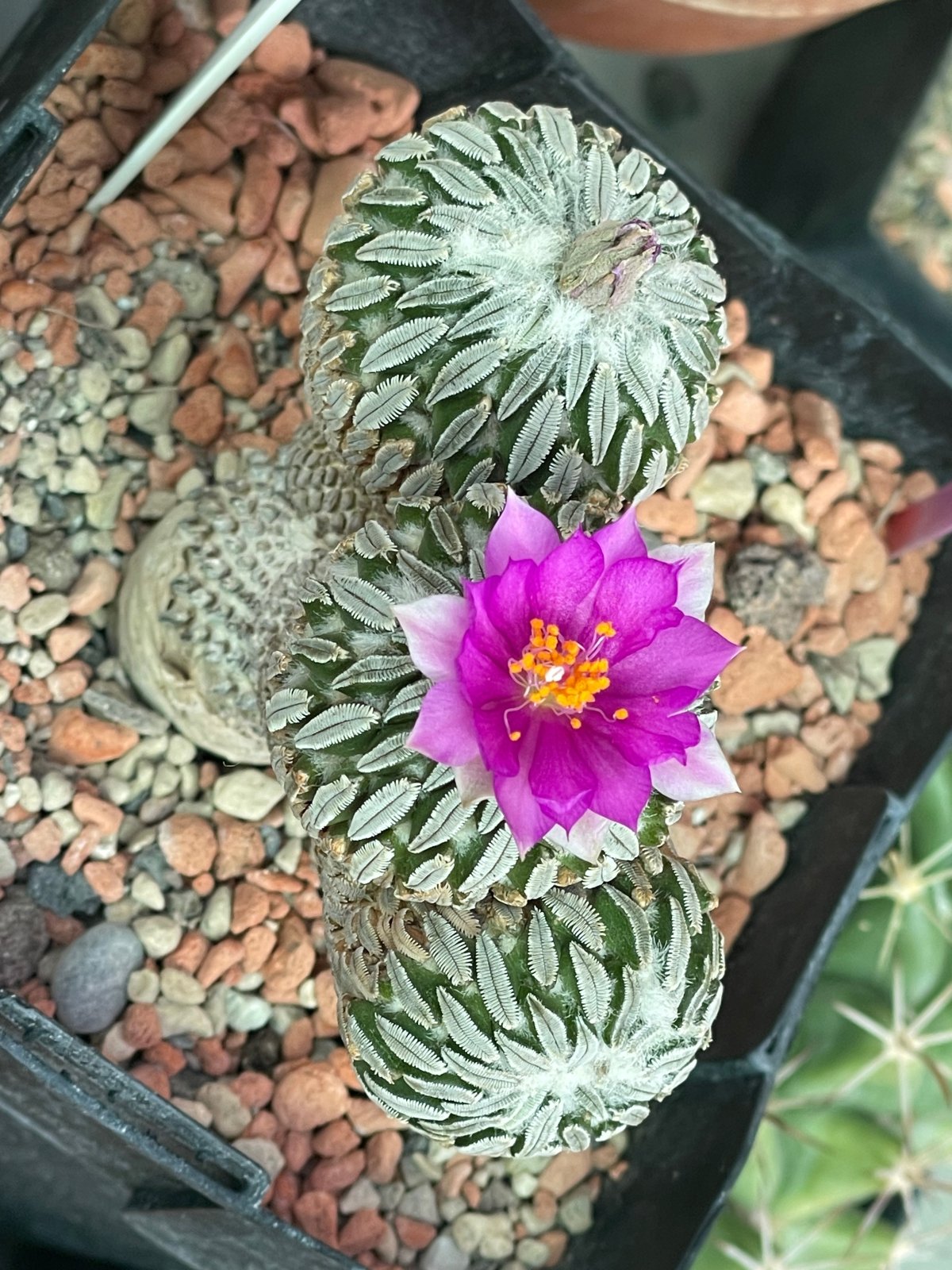 Cactus