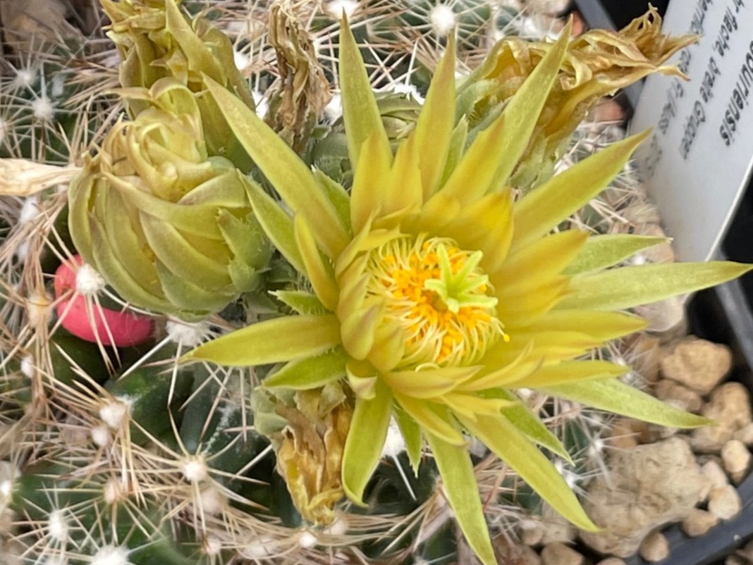 Cactus hivernale