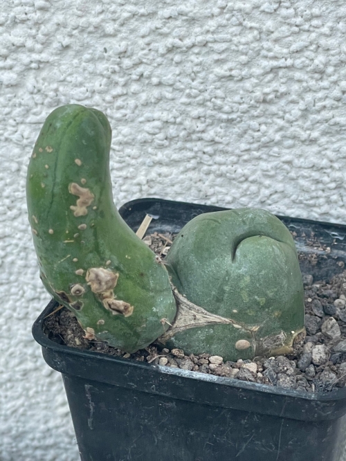 Trichocereus Bridgesii monstuosus 