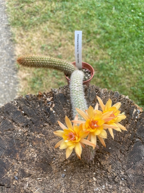Hildewintera cv. Klein Gelbe