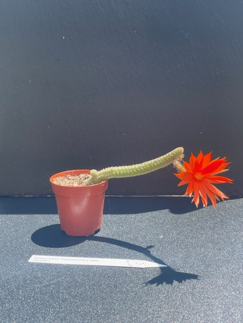 Chamaecereus Luisramirezii (clone Argentin)