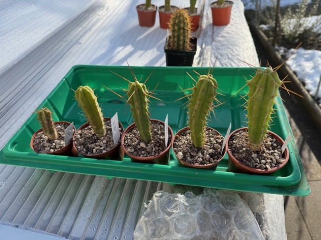 Trichocereus Bridgesii 
