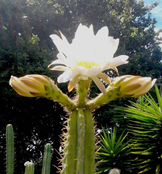 Trichocereus Bridgesii 