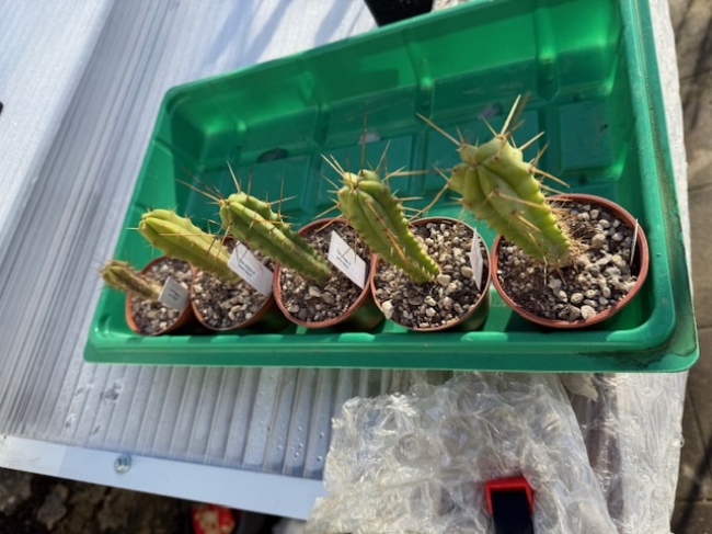 Trichocereus Bridgesii 