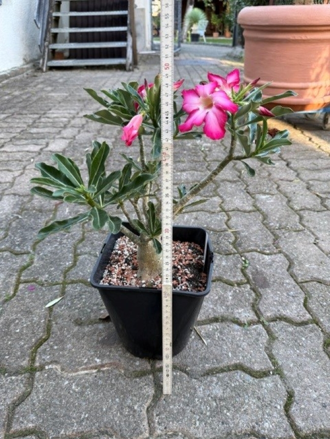 Adenium Obesum 