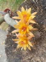 Hildewintera cv. Klein Gelbe